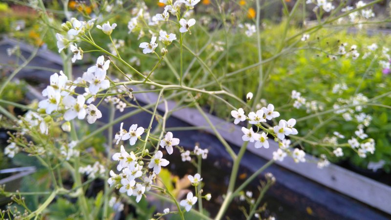 Crambe orientalis 'Morning Snow' Катран восточный